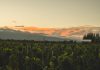 ¿Vas al Valle de Uco?: Seis bodegas que no podés dejar de visitar