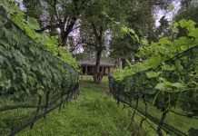 Córdoba recibe las Jornadas Nacionales de Turismo del Vino