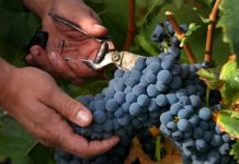 Chile: Wine Summit 2025, el escenario para encontrarse cara a cara con la innovación vitivinícola