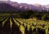 Salta y Catamarca se sumaron a los festejos por el Día Mundial del Malbec