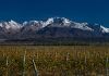 Presentan el innovador plan del Vino Argentino para promocionarse en el exterior