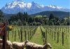 Conocé los grandes vinos del sur argentino en Expo Vinos de la Patagonia