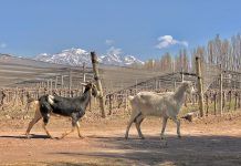 Chakana abre las puertas a sus vinos y a la biodinámica