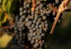 Así será la nueva edición del “Malbec World Day” que conectará a todo el mundo