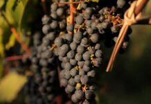 El INTA promueve la vitivinicultura con variedades adaptadas al clima frío