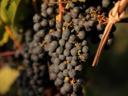 El INTA promueve la vitivinicultura con variedades adaptadas al clima frío