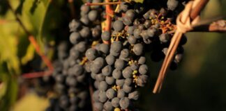 El INTA promueve la vitivinicultura con variedades adaptadas al clima frío