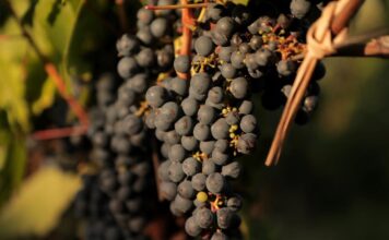 El INTA promueve la vitivinicultura con variedades adaptadas al clima frío