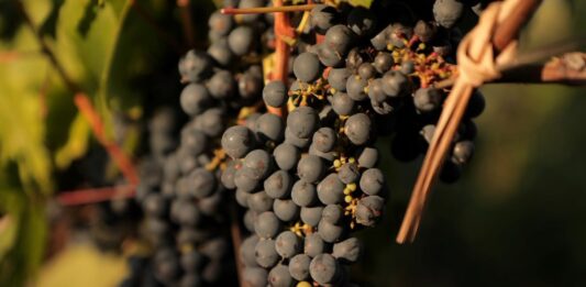 El INTA promueve la vitivinicultura con variedades adaptadas al clima frío