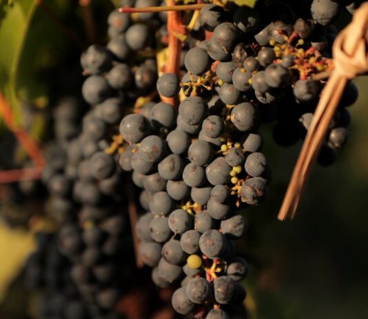 El INTA promueve la vitivinicultura con variedades adaptadas al clima frío