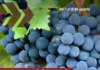 Semana del Bonarda: Datos sobre la segunda variedad de uva más producida en Argentina