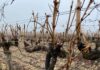 Usan los sarmientos de poda de la propia viña en la elaboración de vinos