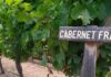 Te contamos todo lo que necesitás saber del Cabernet Franc, en su día
