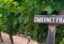 Los Cabernet Franc del momento: cinco vinos para entender el boom de la variedad