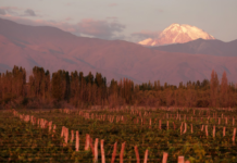 Bodega Viñalba logró la certificación de sustentabilidad de Bodegas de Argentina para sus fincas de Valle de Uco