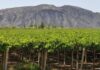 Cuáles son las 3 nuevas IG para el mapa del vino argentino