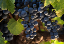 Día mundial del Malbec: Todo lo que hay que saber de la cepa insignia argentina