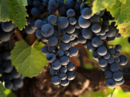 Día mundial del Malbec: Todo lo que hay que saber de la cepa insignia argentina