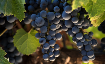 Día mundial del Malbec: Todo lo que hay que saber de la cepa insignia argentina