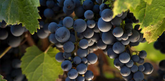 Día mundial del Malbec: Todo lo que hay que saber de la cepa insignia argentina