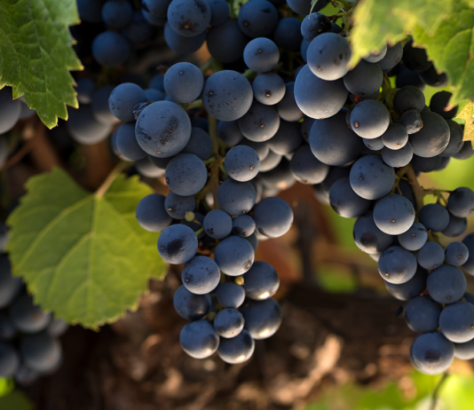 Día mundial del Malbec: Todo lo que hay que saber de la cepa insignia argentina