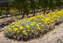 Bodega Argento publica MatrizViva, su portal dedicado a la Agroecología