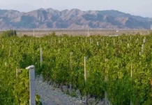 Viñedos en el desierto: China transforma tierras estériles en viñedos de excelencia