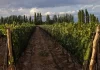 Altieri Wines propone dos Chardonnay para momentos diferentes
