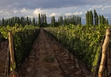 Altieri Wines propone dos Chardonnay para momentos diferentes