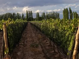 Altieri Wines propone dos Chardonnay para momentos diferentes