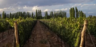 Altieri Wines propone dos Chardonnay para momentos diferentes