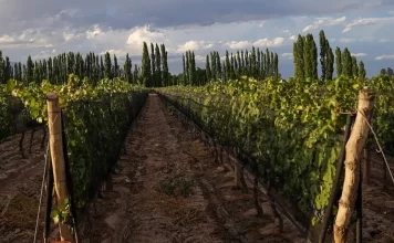 Altieri Wines propone dos Chardonnay para momentos diferentes