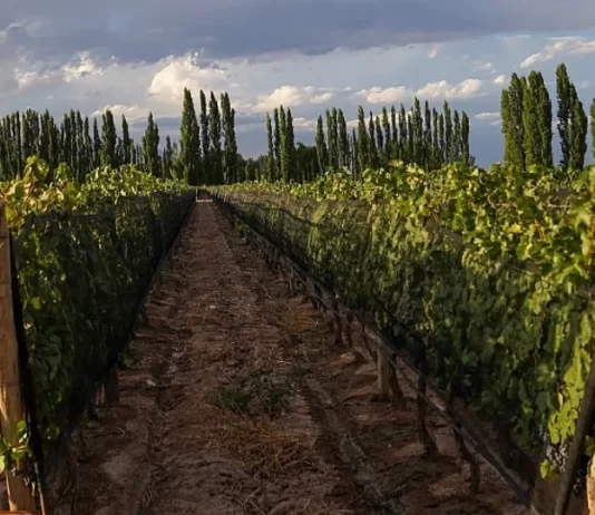 Altieri Wines propone dos Chardonnay para momentos diferentes
