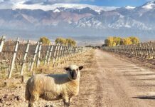 El Camino del Agua: la nueva experiencia de invierno de Chakana