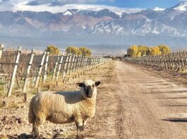 El Camino del Agua: la nueva experiencia de invierno de Chakana
