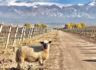 El Camino del Agua: la nueva experiencia de invierno de Chakana
