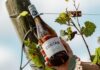 El Albariño de Trapiche Costa & Pampa: El pulso oceánico que consagró a Chapadmalal en la cima de la viticultura extrema