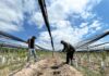 La bodega mendocina que produce vinos en La Toscana