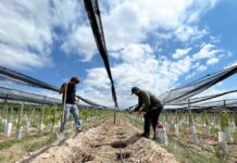 La bodega mendocina que produce vinos en La Toscana