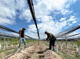 La bodega mendocina que produce vinos en La Toscana