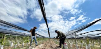 La bodega mendocina que produce vinos en La Toscana