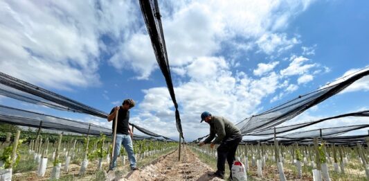 La bodega mendocina que produce vinos en La Toscana