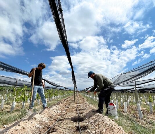 La bodega mendocina que produce vinos en La Toscana
