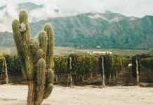 COPROVI: el trabajo colaborativo y la unión de los profesionales del vino que impulsan la identidad de los valles Calchaquíes