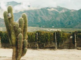 COPROVI: el trabajo colaborativo y la unión de los profesionales del vino que impulsan la identidad de los valles Calchaquíes