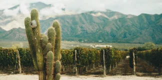 COPROVI: el trabajo colaborativo y la unión de los profesionales del vino que impulsan la identidad de los valles Calchaquíes