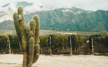 COPROVI: el trabajo colaborativo y la unión de los profesionales del vino que impulsan la identidad de los valles Calchaquíes