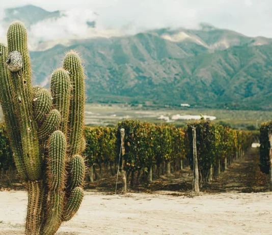 COPROVI: el trabajo colaborativo y la unión de los profesionales del vino que impulsan la identidad de los valles Calchaquíes